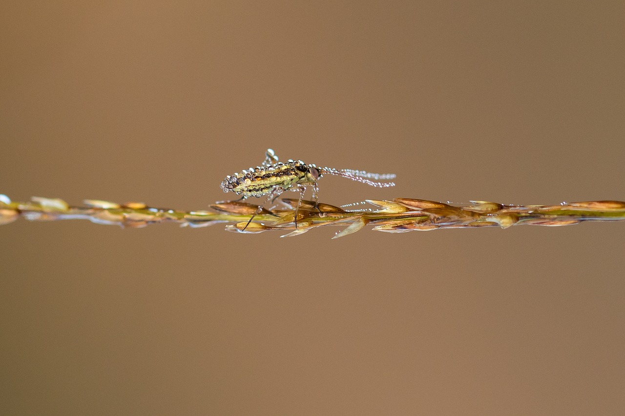 insect blade of grass dewdrop free photo