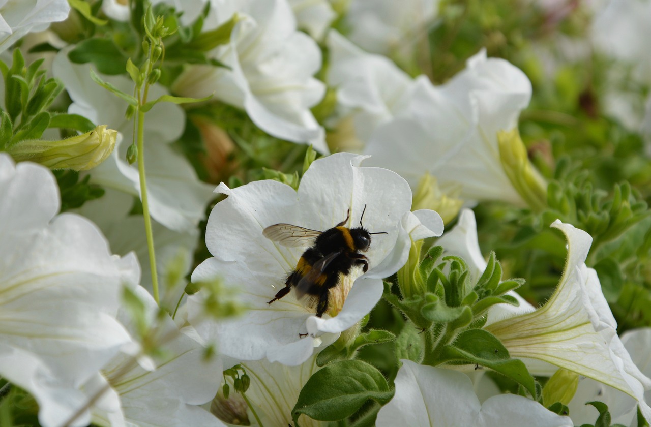 insect bourdon forage free photo