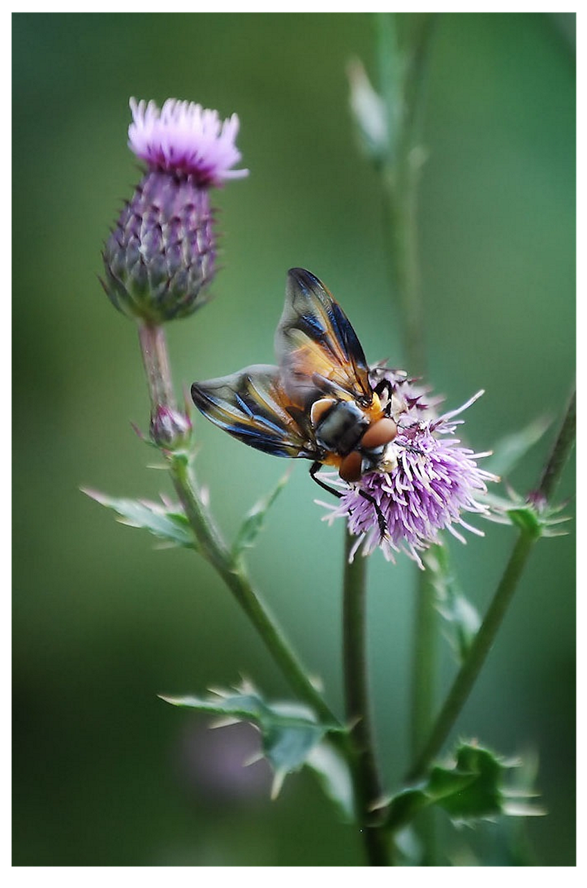 insect fly macro free photo