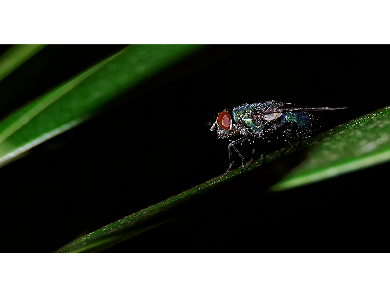 insect black macro free photo