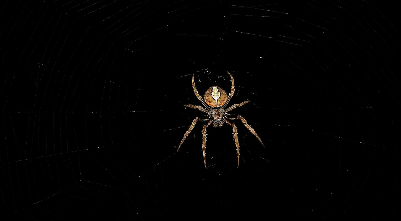 insect spider macro free photo