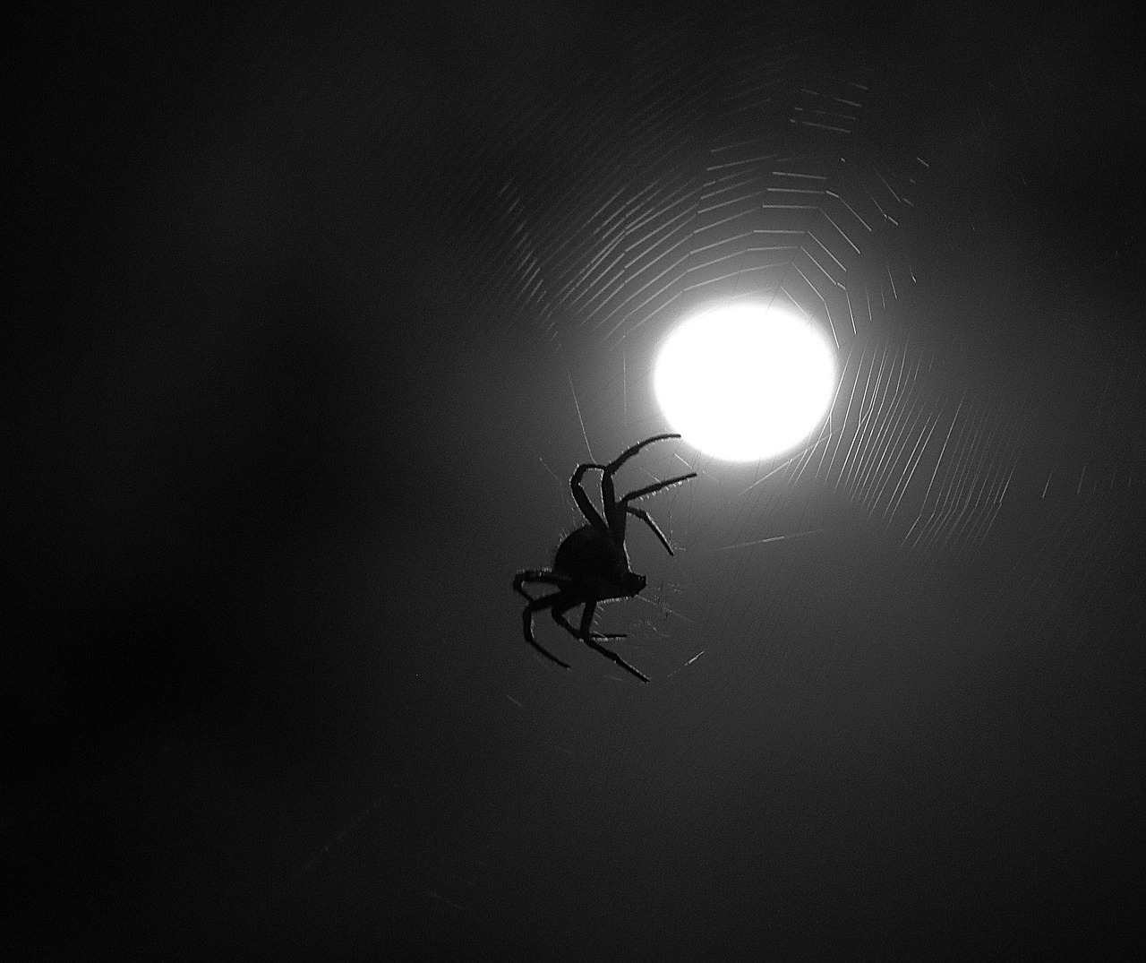 insect spider moon free photo