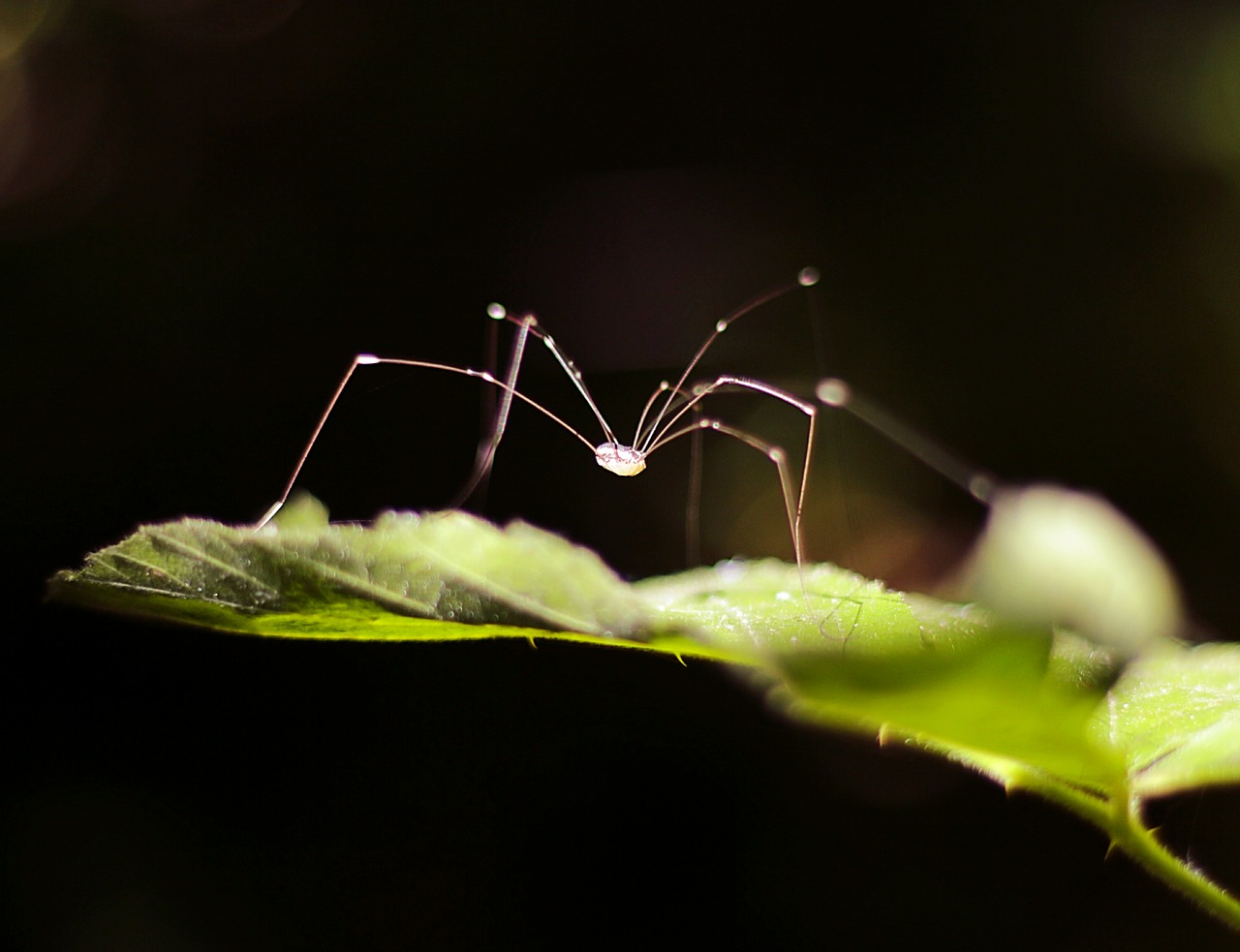 insect spider nature free photo