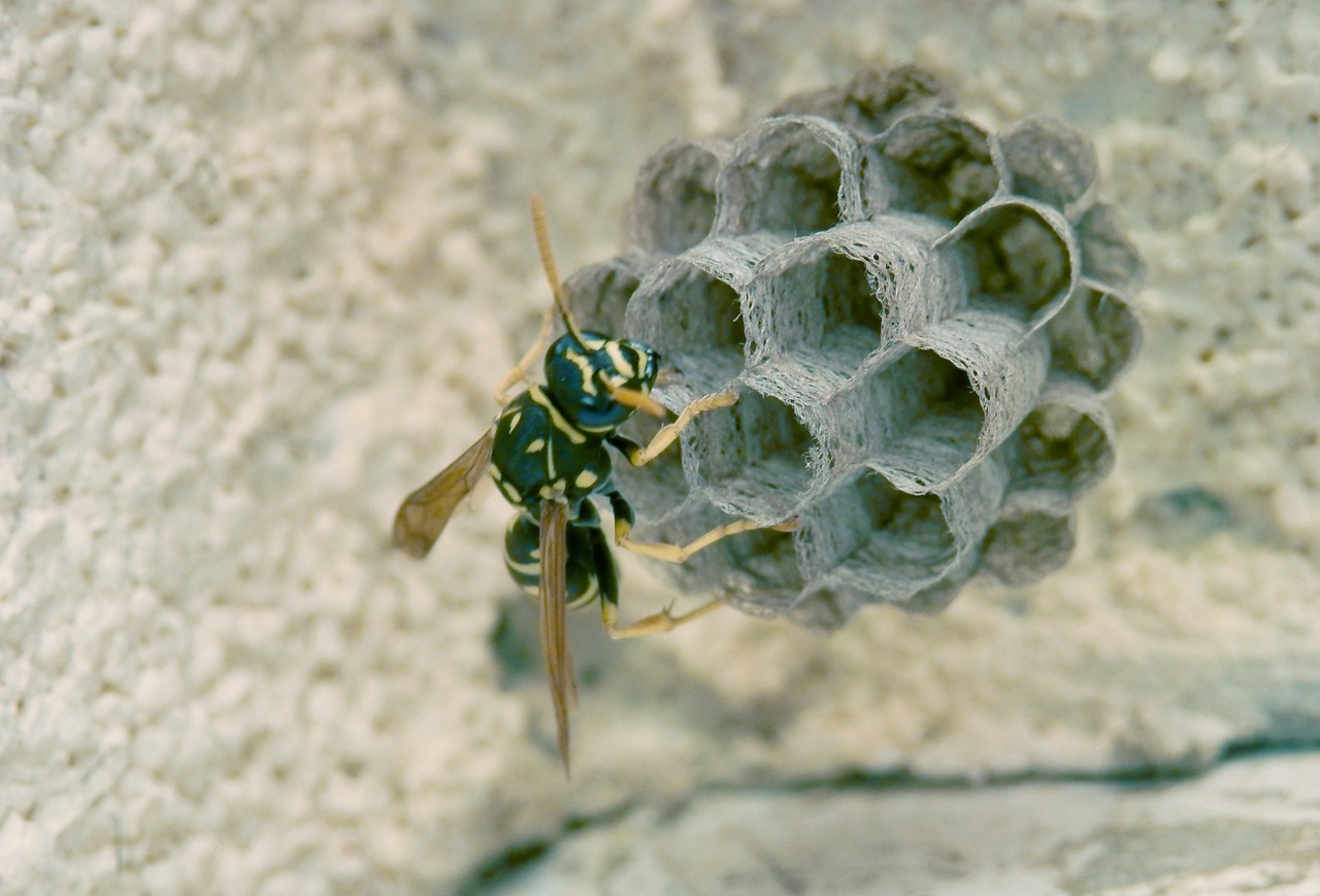 insect macro wasp free photo