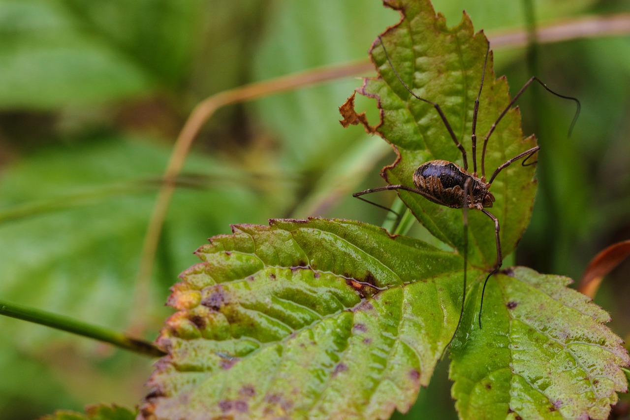 insect leaf plant free photo