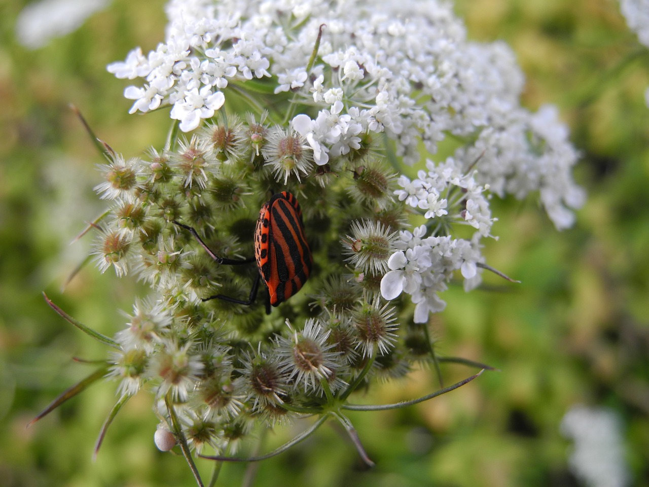 insect stripes orange and black free photo