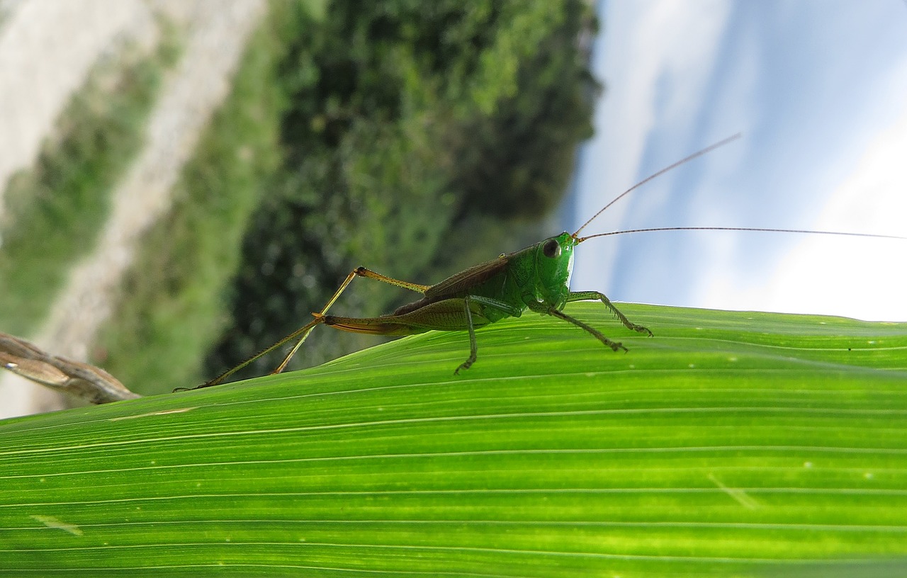 insect cricket grasshopper free photo