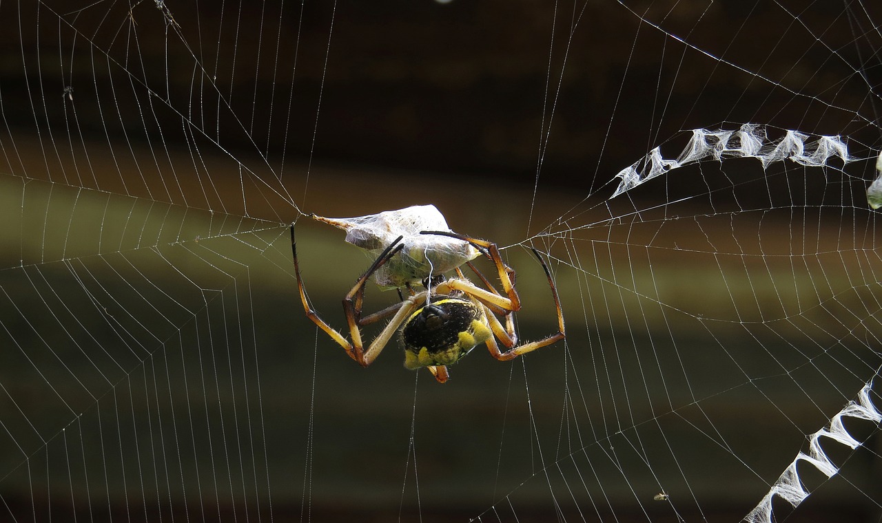 insect macro spider free photo