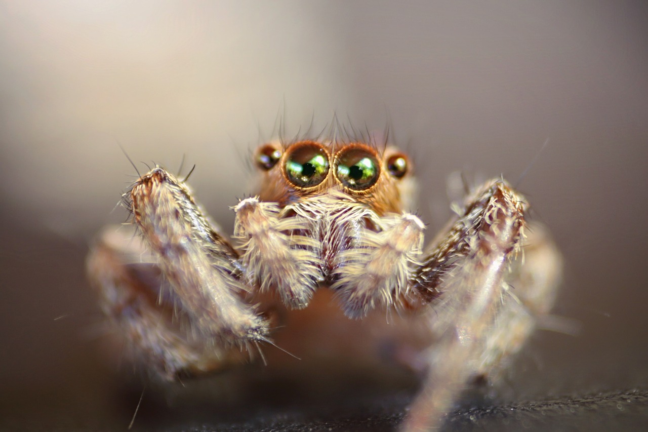 insect eye macro free photo