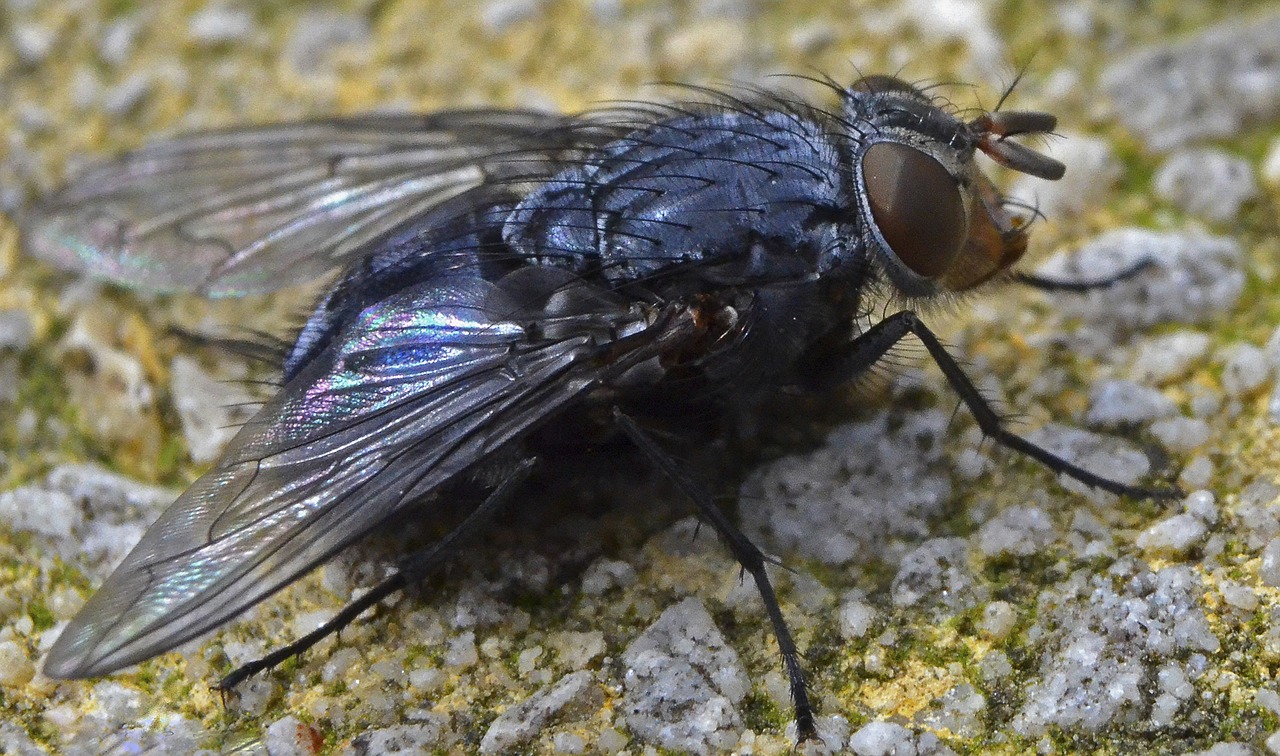 insect fly bluebottle free photo