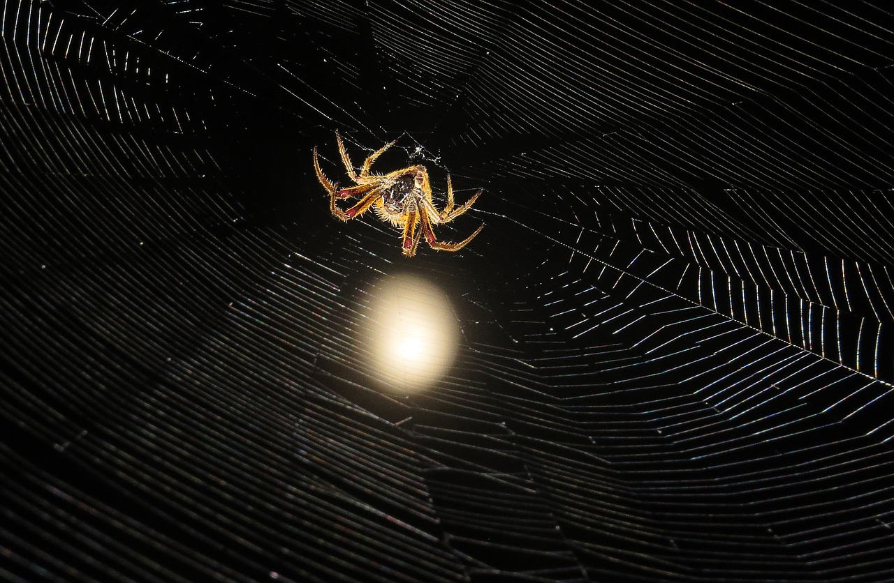 insect spider night macro free photo