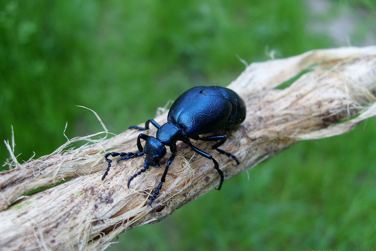 insect macro nature free photo