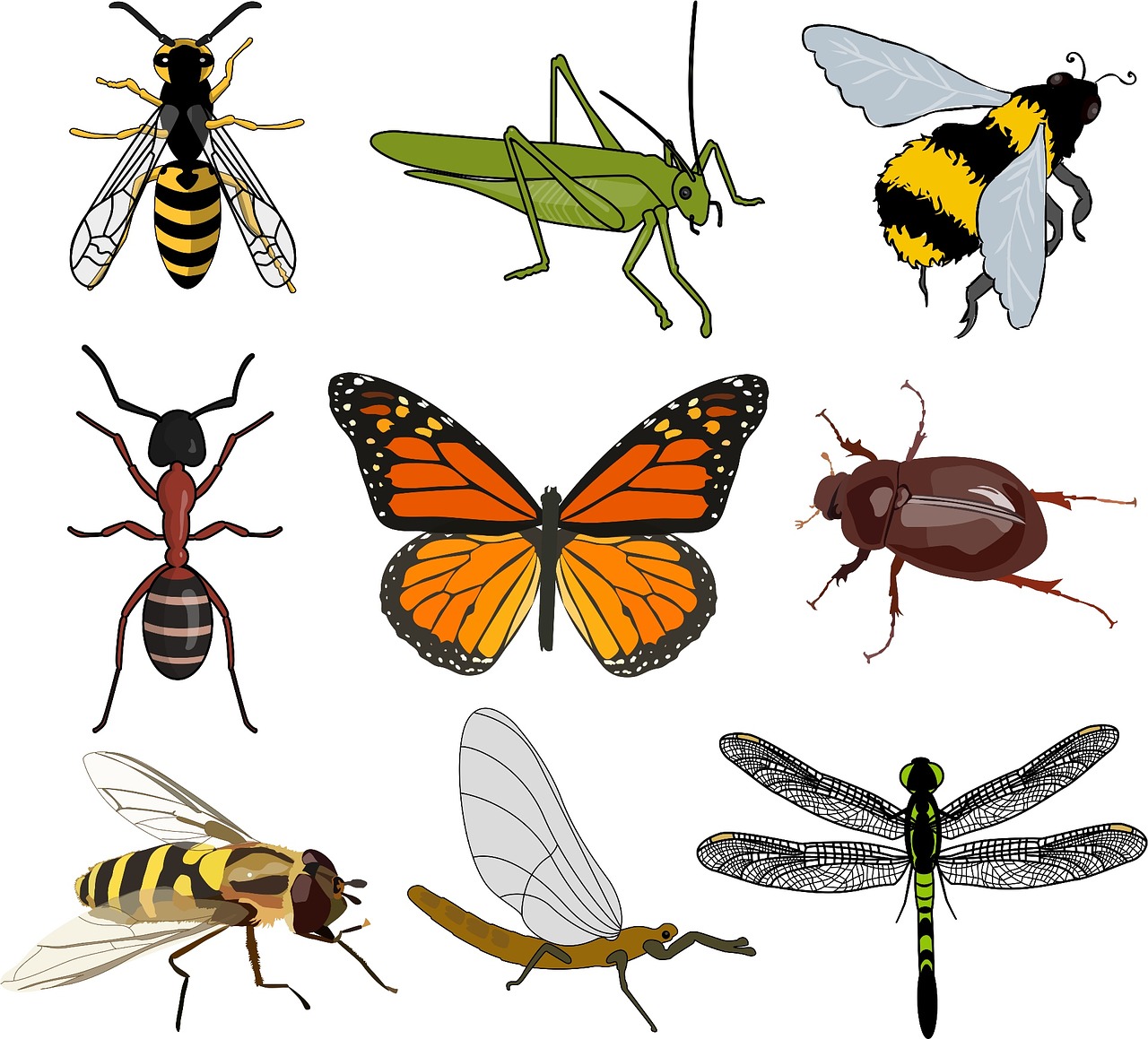 insect collection wild free photo