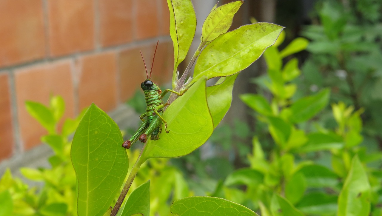 insect cricket macro free photo