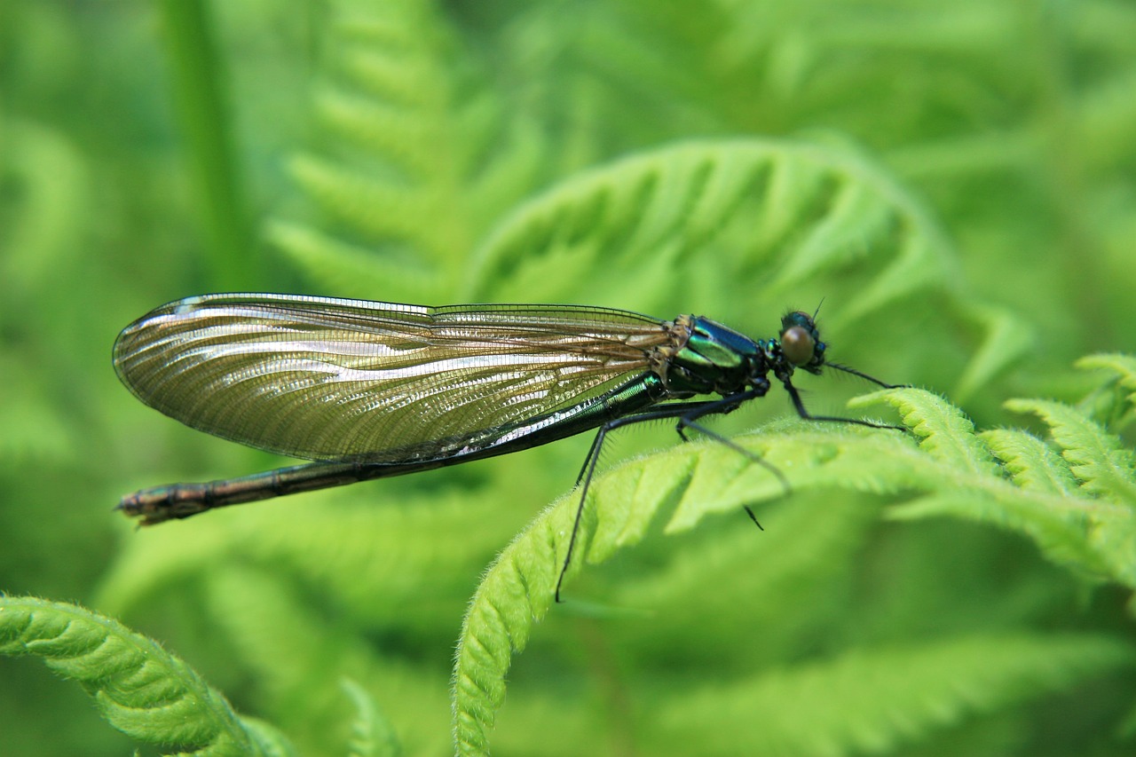 insect macro dragonfly free photo