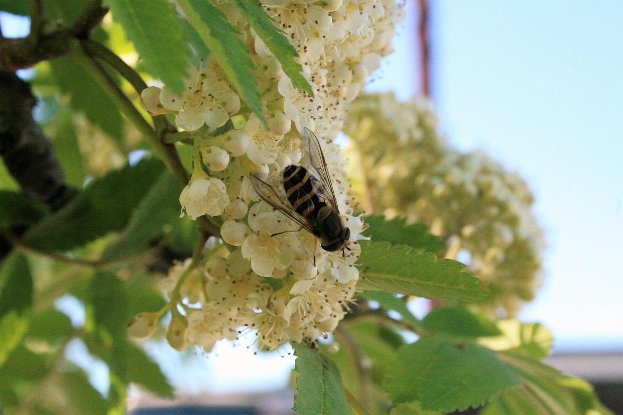 insect tree flower free photo