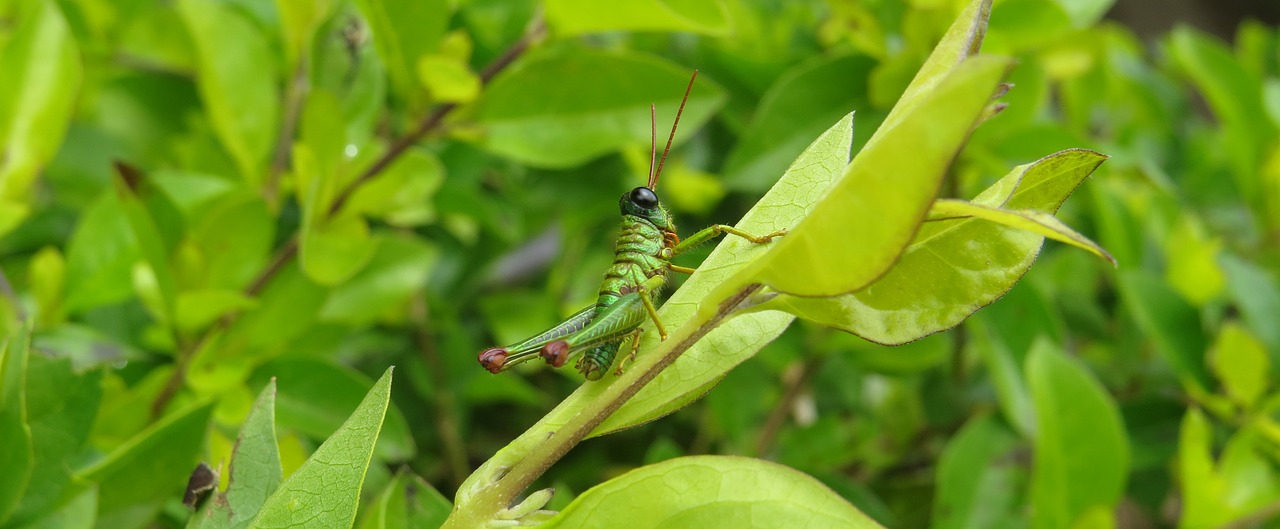 insect cricket grasshopper free photo