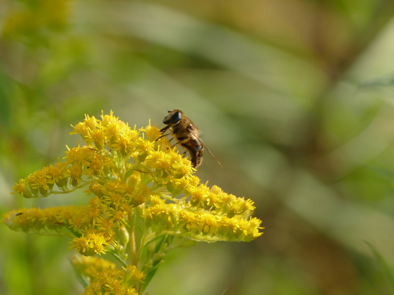 insect flower animal free photo