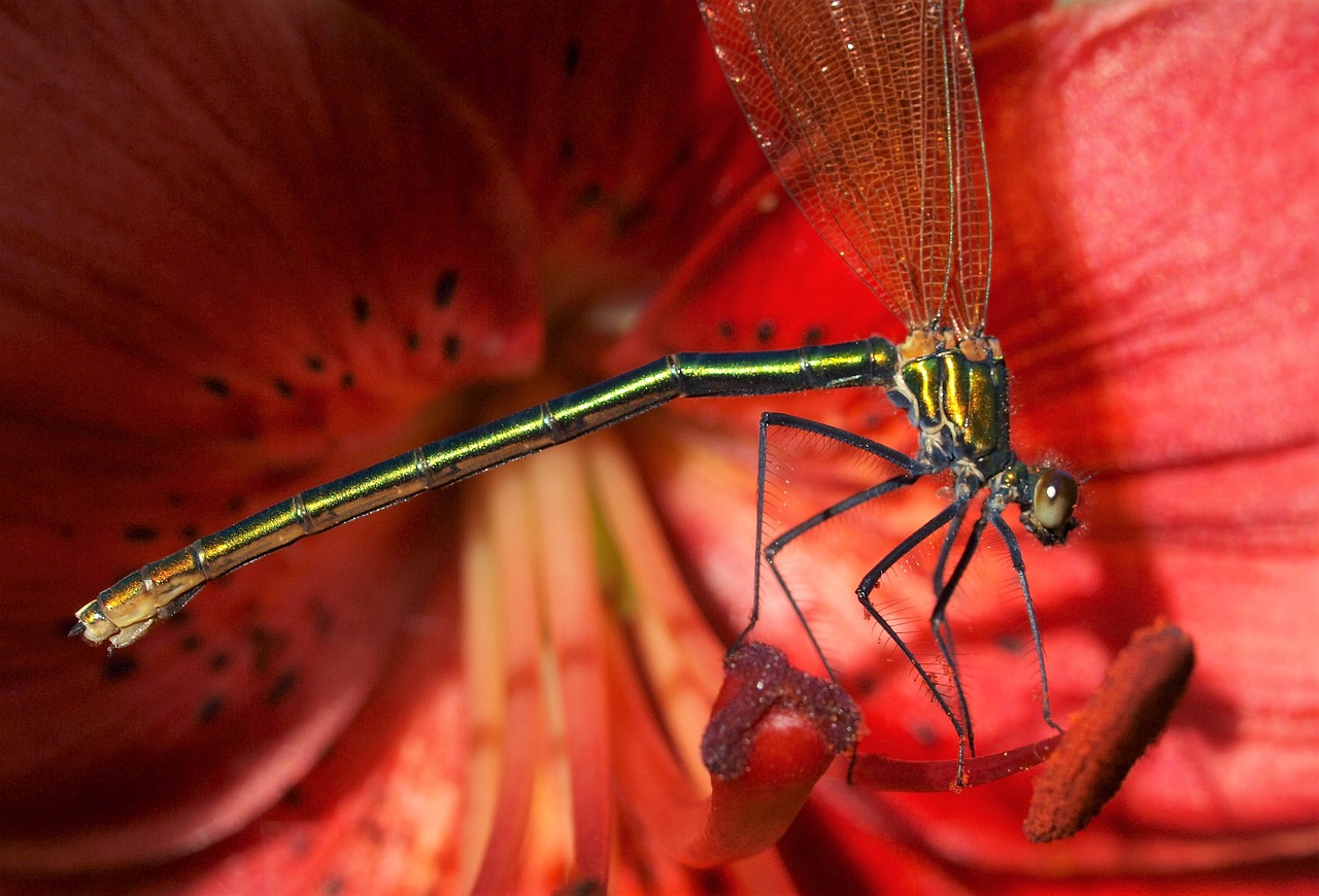 insect damsel fly flower free photo