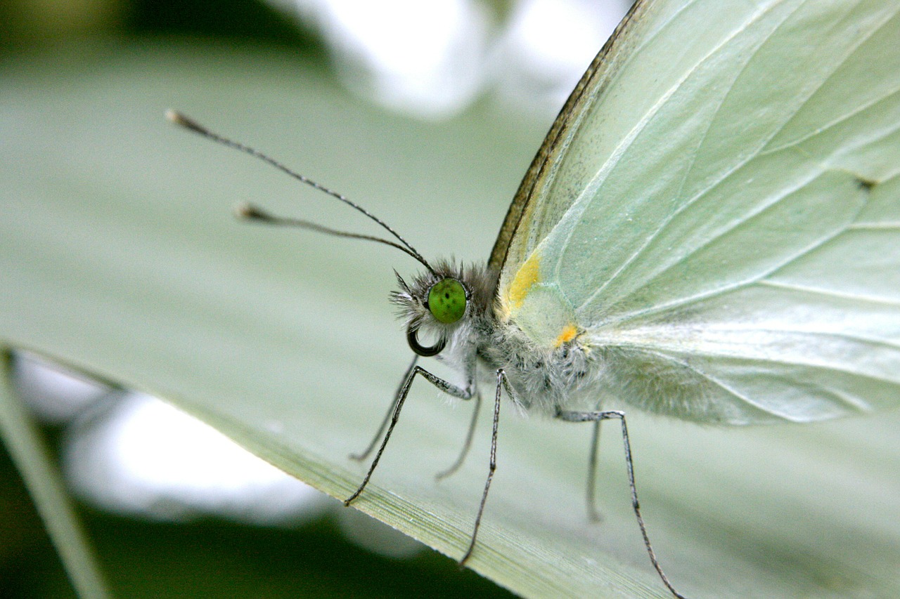 insect butterfly macro free photo