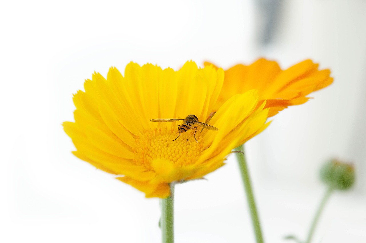 insect blossom bloom free photo