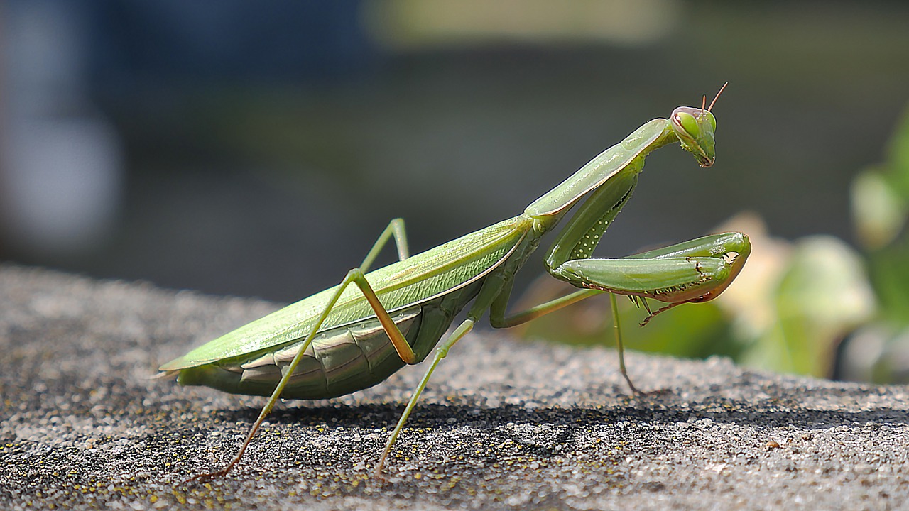 insect mantis green free photo