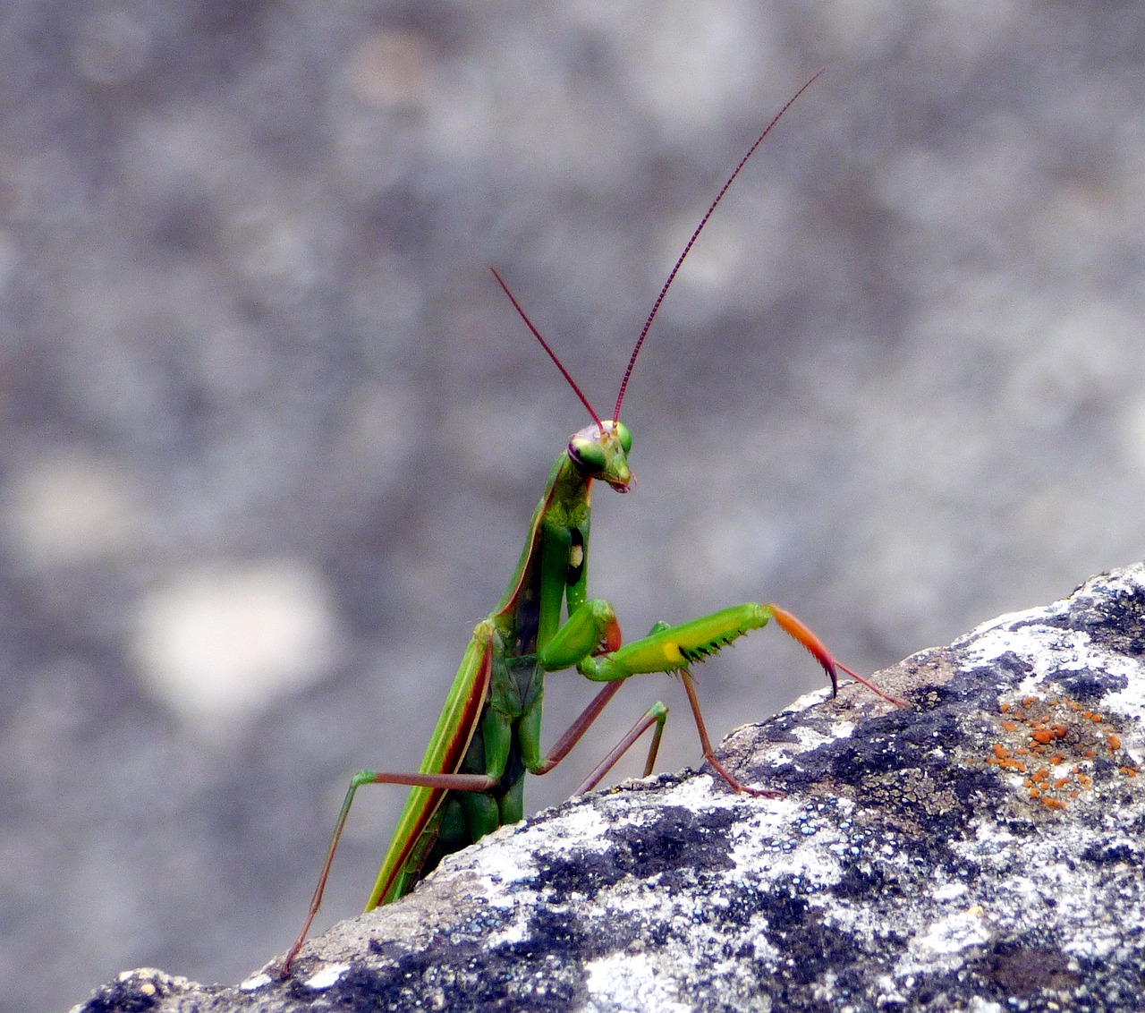insect mantis nature free photo