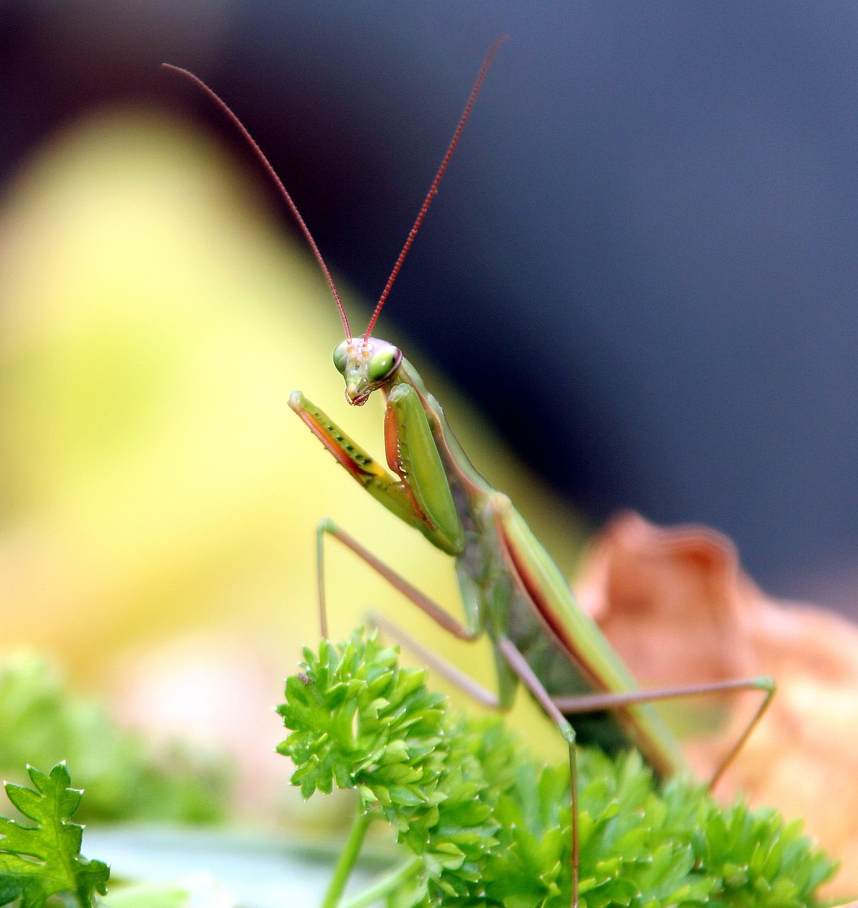 insect mantis grasshopper free photo
