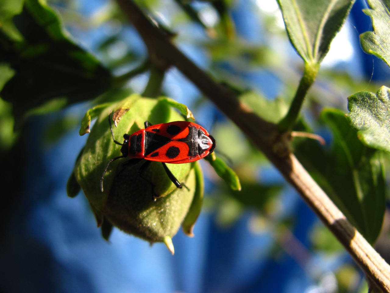 insect bud macro free photo