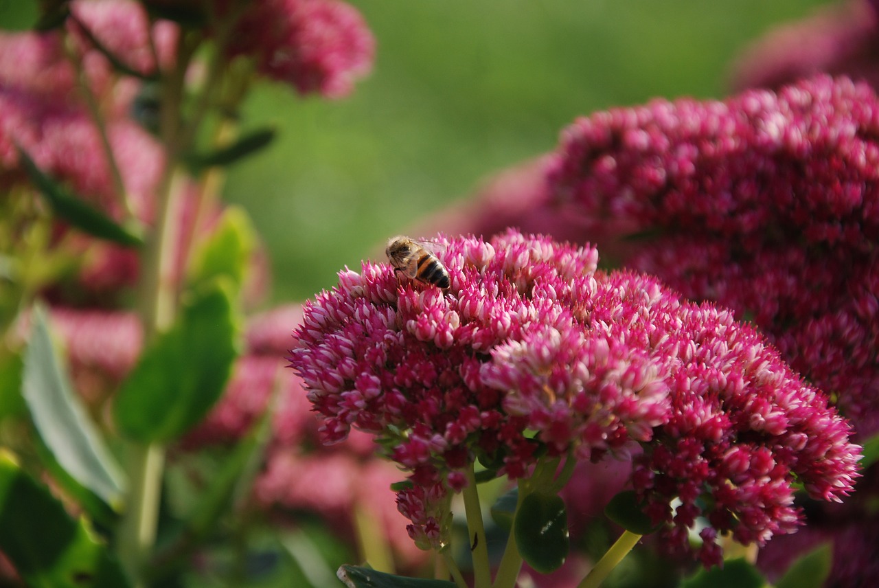 insect bee flowers free photo