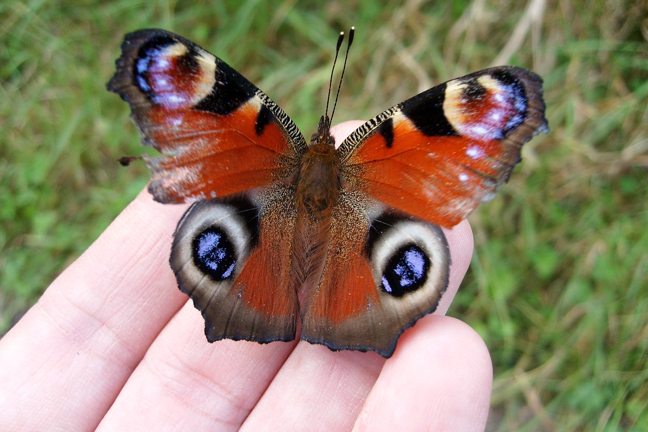 insect nature macro free photo