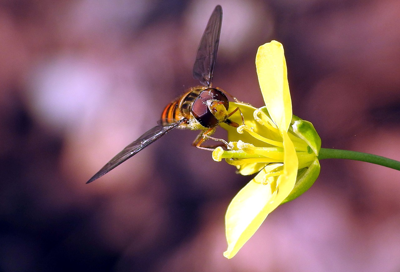 insect close macro free photo