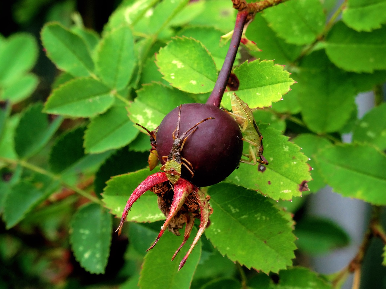 insect nature berry free photo