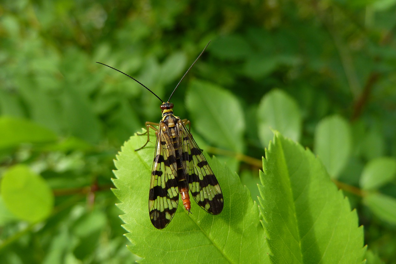 insect nature macro free photo