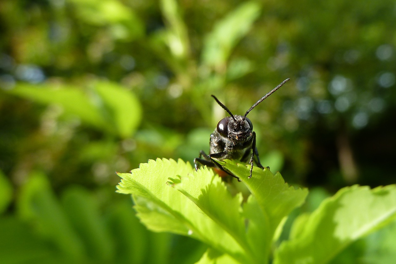 insect close macro free photo