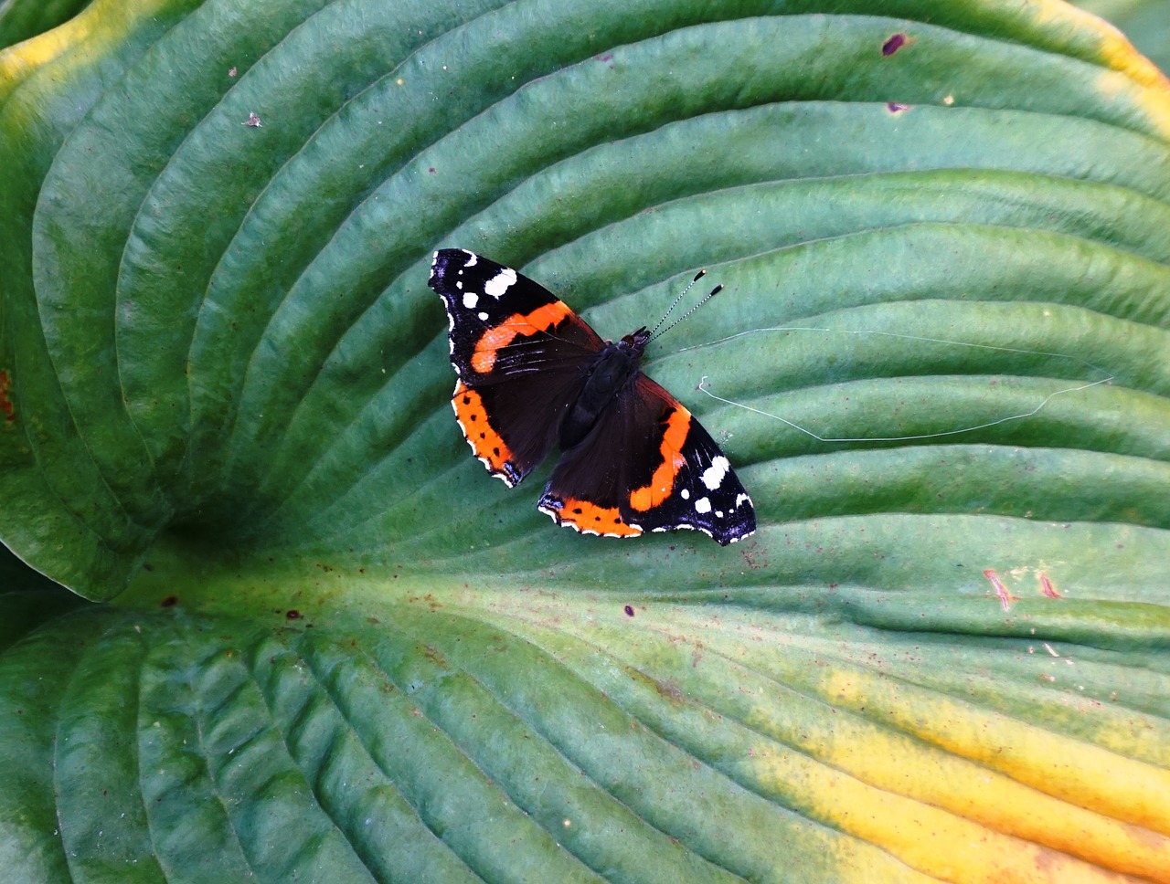 insect butterfly colorful free photo