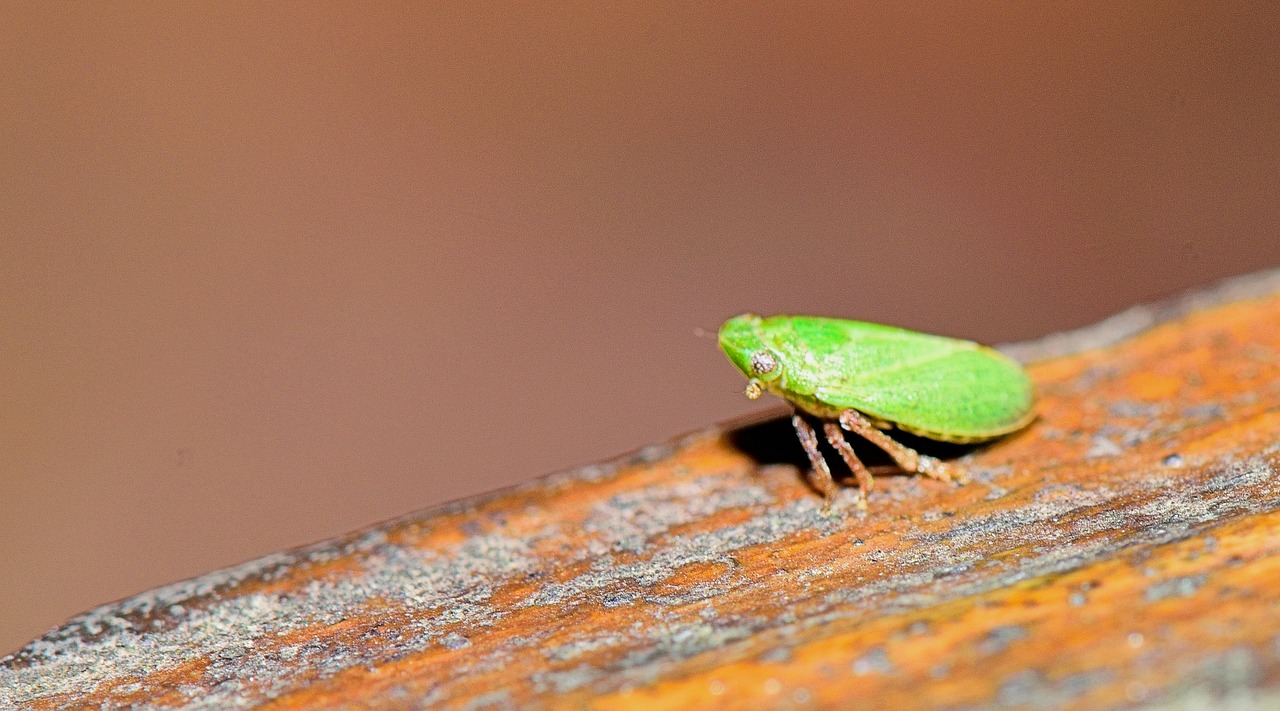 insect sting macro free photo