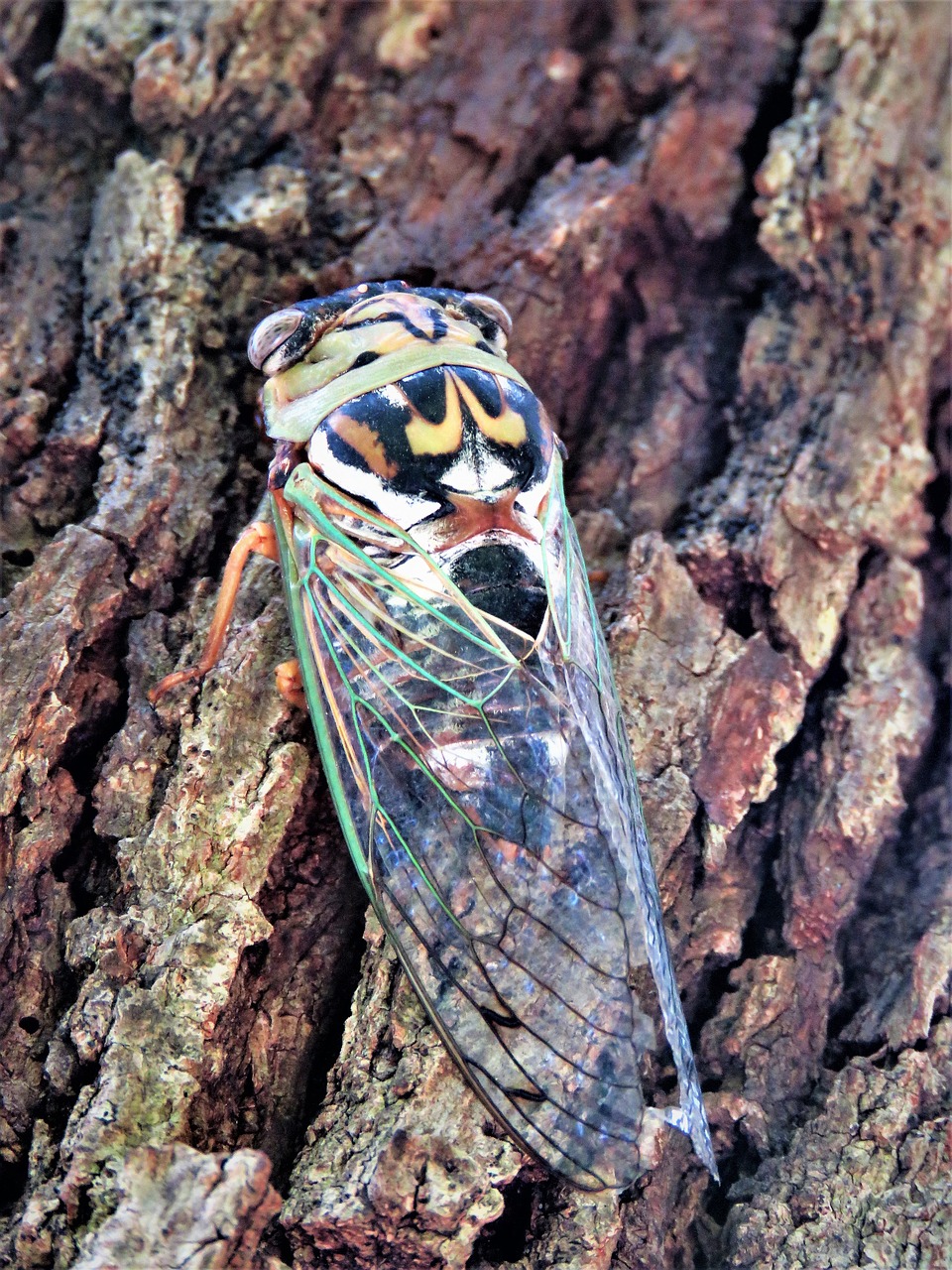 insect flying cicada free photo