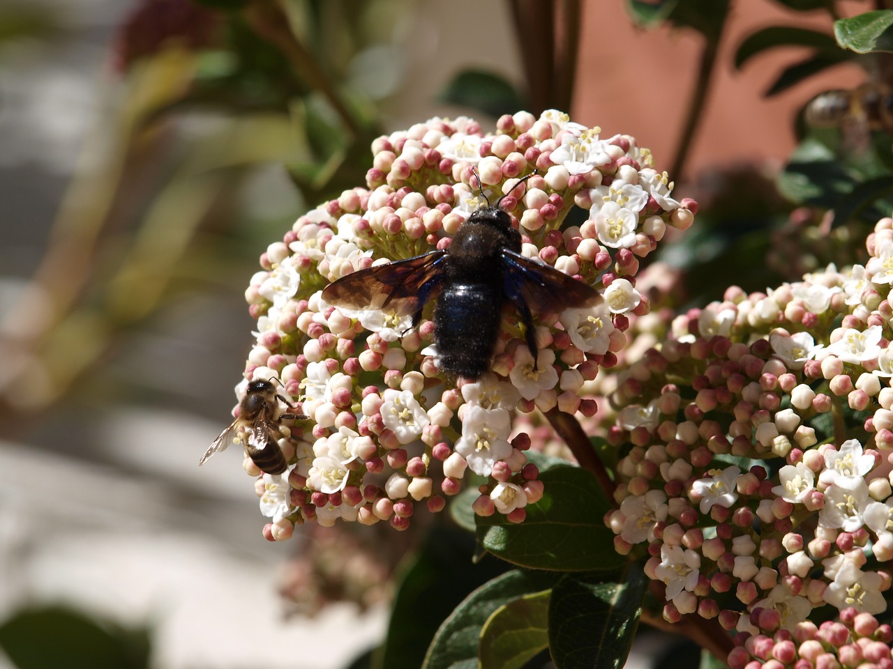 insect in flower free photo