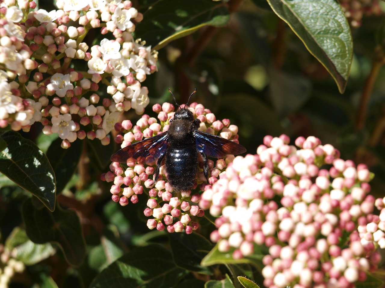 insect in flower free photo