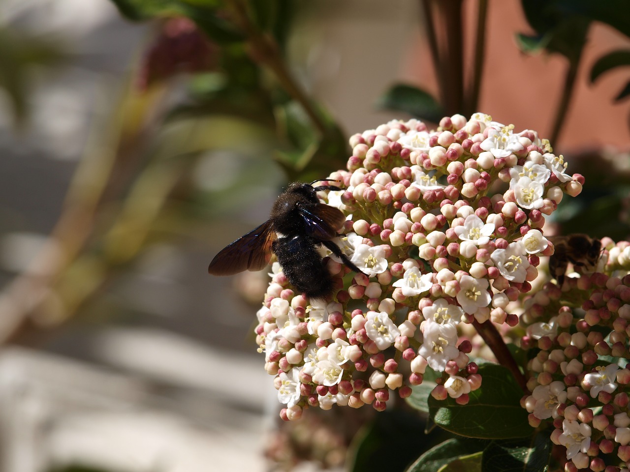 insect in flower free photo