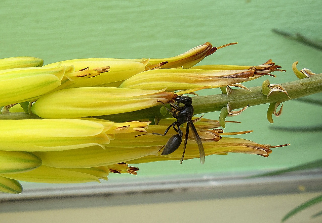 insect wasp salento free photo