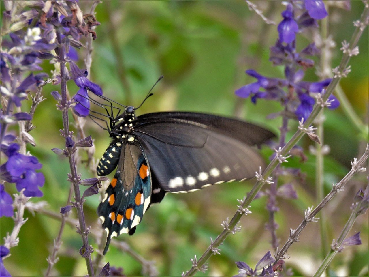 insect butterfly colorful free photo