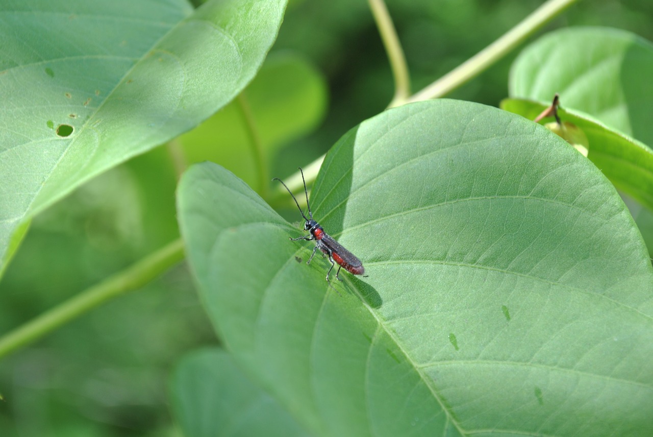 insect nature macro free photo