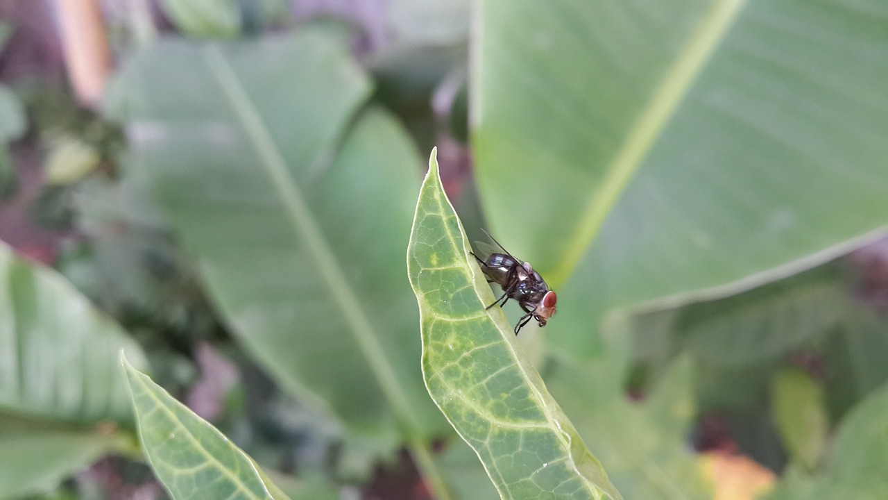 insect nature leaf free photo