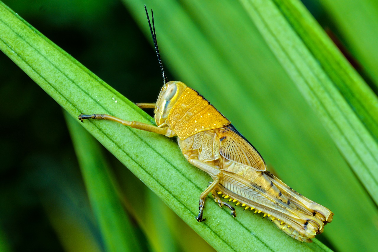 insect paddy green free photo