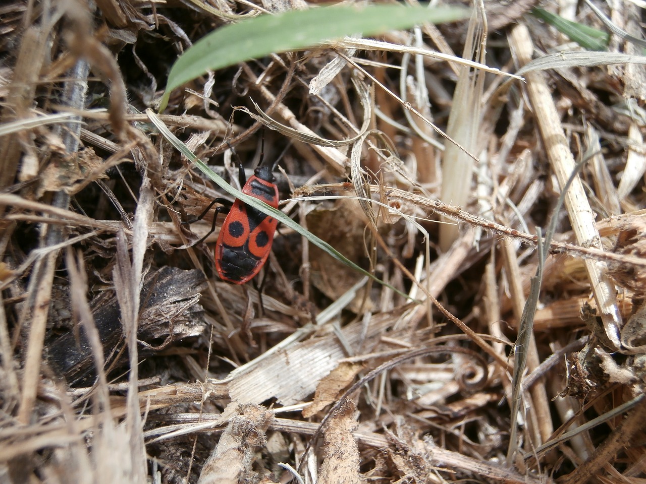 insect garden macro free photo