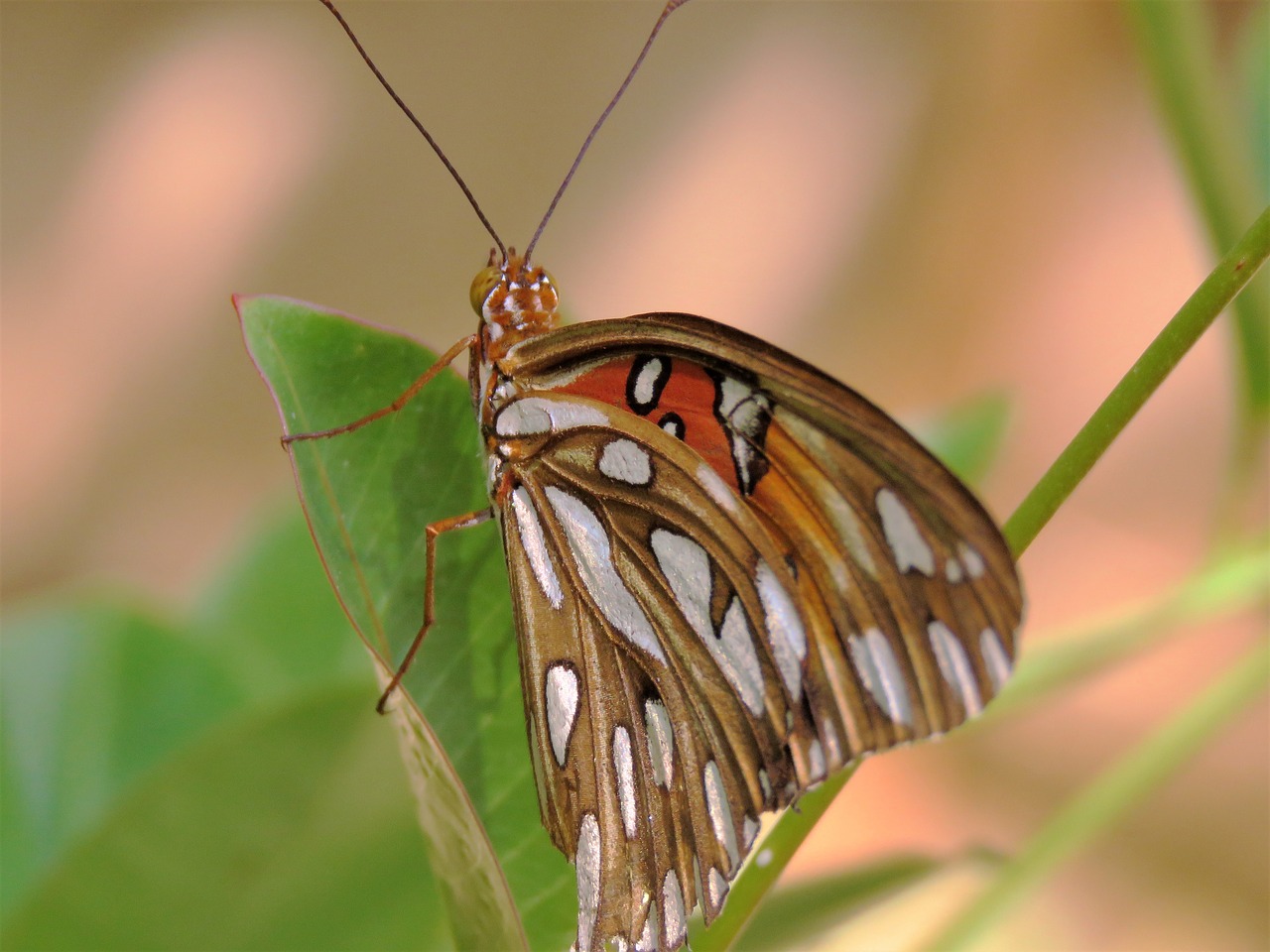 insect butterfly up close free photo