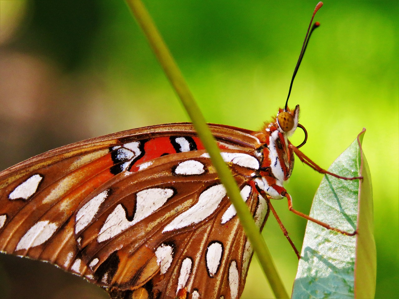 insect butterfly close up free photo