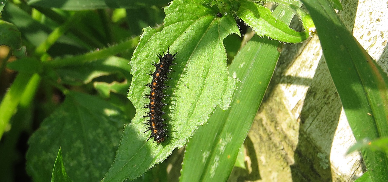 insect nature macro free photo